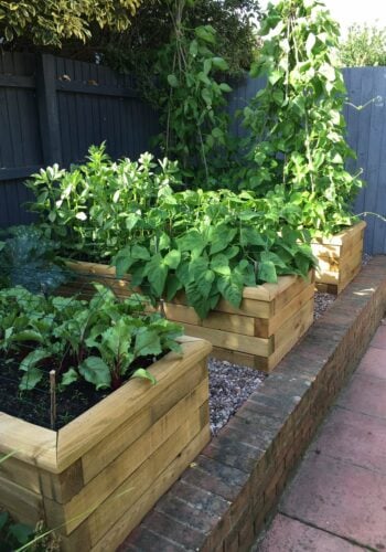 Vegetable garden